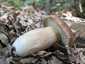 Nyári vargánya (Boletus reticulatus), Budai-hegység